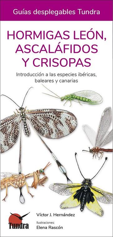 HORMIGAS LEON, ASCALAFIDOS Y CRISOPAS. GUÍAS DESPLEGABLES TUNDRA | 9788418458507 | HERNÁNDEZ, VÍCTOR J.