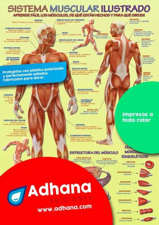 POSTER SISTEMA MUSCULAR ILUSTRADO | 8436005168346
