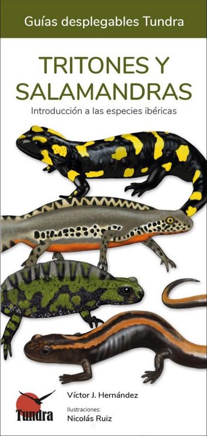 TRITONES Y SALAMANDRA INTRODUCCIÓN A LAS ESPECIES IBERICAS | 9788419624116 | HERNANDEZ, VICTOR J.