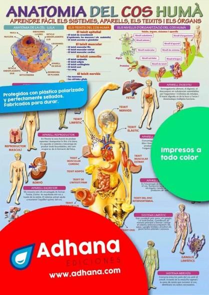 PÒSTER ADHANA ANATOMIA DEL COS HUMÀ | 8436005168179