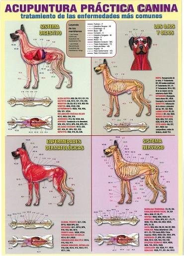 LÁMINAS DIDÁCTICAS - ACUPUNTURA PRÁCTICA CANINA | 8436005171070