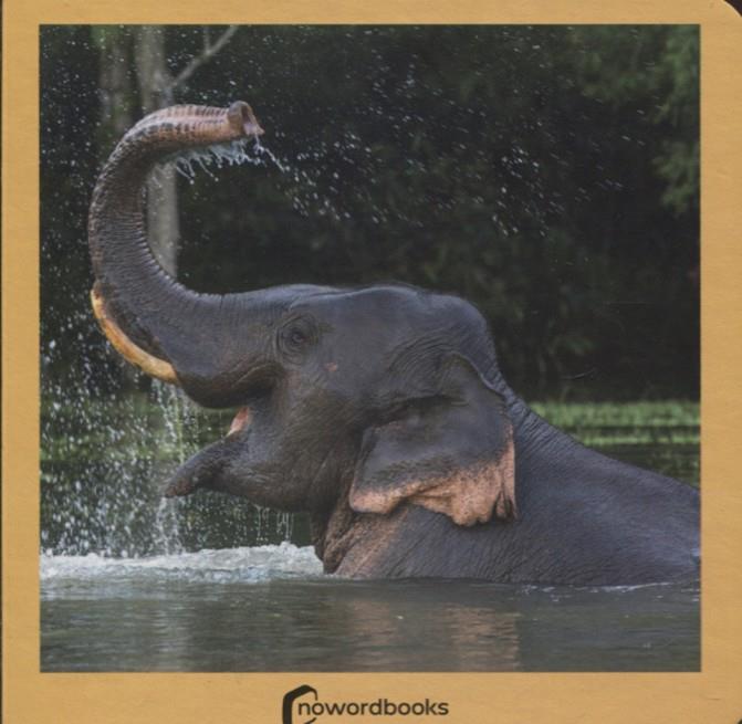 ANIMALES SALVAJES | 9788494295614