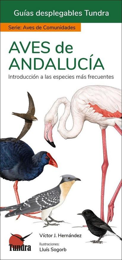 AVES DE ANDALUCIA. GUIAS DESPLEGABLES TUNDRA | 9788419624093 | HERNANDEZ, VICTOR J.