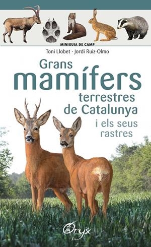 GRANS MAMÍFERS TERRESTRES DE CATALUNYA I ELS SEUS RASTRES | 9788490347881 | LLOBET FRANÇOIS, TONI / RUIZ-OLMO, JORDI