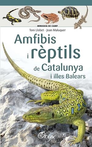 AMFIBIS I RÈPTILS DE CATALUNYA | 9788490346792 | LLOBET, TONI / MALUQUER, JOAN