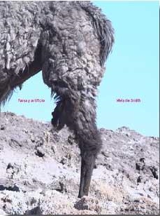 MELANIE SMITH | 9788492505975 | BARSON, TANYA