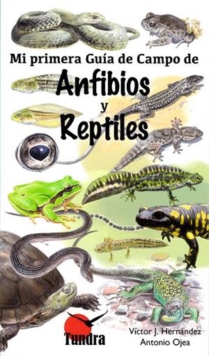 MI PRIMER GUÍA DE CAMPO DE ANFIBIOS Y REPTILES | 9788416702428 | HERNANDEZ, VICTOR J.