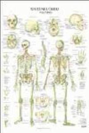 LÁMINAS SISTEMA OSÉO | 9788492716944 | JIMÉNEZ HERNÁNDEZ, MIGUEL