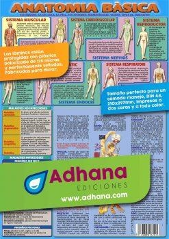 LAMINA DIDÁCTICA ANATOMIA BÀSICA | 8436005162016
