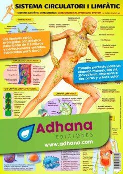 LAMINA DIDÁCTICA SISTEMA CIRCULATORI I LIMFÀTIC | 8436005170769