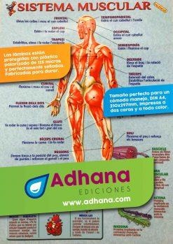 LAMINA DIDÁCTICA SISTEMA MUSCULAR | 8436005162146