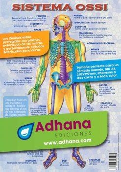 LAMINA DIDÁCTICA SISTEMA OSSI | 8436005162085