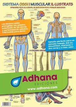 LAMINA DIDÁCTICA SISTEMA OSSI I MUSCULAR IL·LUSTRATS | 8436005169763