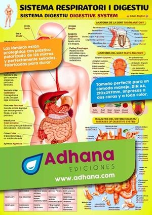 LAMINA DIDÁCTICA SISTEMA RESPIRATORI I DIGESTIU | 8436005170790