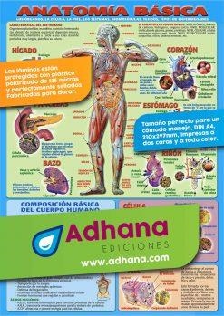 LÁMINA DIDÁCTICA ANATOMÍA BÁSICA | 8436005160388