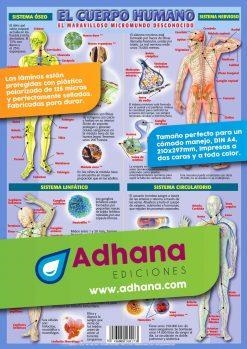 LÁMINA DIDÁCTICA EL CUERPO HUMANO | 8436005160173