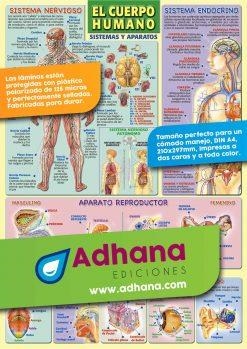 LÁMINA DIDÁCTICA EL CUERPO HUMANO. SISTEMAS Y APARATOS | 8436005160401