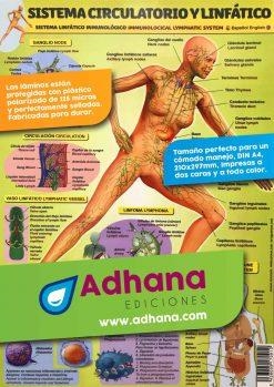 LÁMINA DIDÁCTICA SISTEMA CIRCULATORIO Y LINFÁTICO | 8436005170912