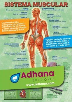 LÁMINA DIDÁCTICA SISTEMA MUSCULAR | 8436005160364