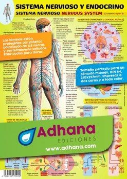 LÁMINA DIDÁCTICA SISTEMA NERVIOSO Y ENDOCRINO | 8436005170929