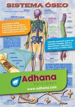 LÁMINA DIDÁCTICA SISTEMA ÓSEO | 8436005160371