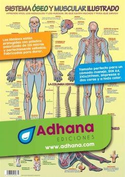LÁMINA DIDÁCTICA SISTEMA ÓSEO Y MUSCULAR ILUSTRADOS | 8436005169671