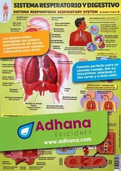 LÁMINA DIDÁCTICA SISTEMA RESPIRATORIO Y DIGESTIVO | 8436005170936