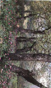 CIUDAD REAL, NATURALEZA EN IMAGENES | 9788477891161