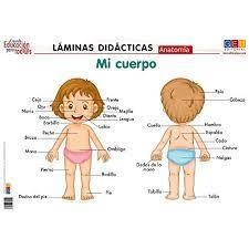 ANATOMÍA - MI CUERPO : LÁMINAS DIDÁCTICAS | 8436548130220