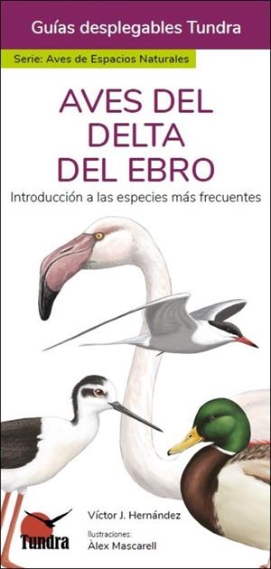 AVES DEL DELTA DEL EBRO - GUIAS DESPLEGABLES TUNDRA | 9788418458941 | HERNANDEZ, VICTOR J.