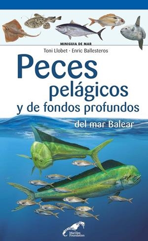 PECES PELÁGICOS Y DE FONDOS PROFUNDOS DEL MAR BALEAR | 9788490349571 | BALLESTEROS SAGARRA, ENRIC / LLOBET FRANÇOIS, TONI