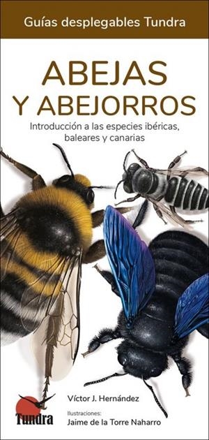 ABEJAS Y ABEJORROS - GUIAS DESPLEGABLES TUNDRA | 9788418458576 | HERNÁNDEZ, VICTOR J.