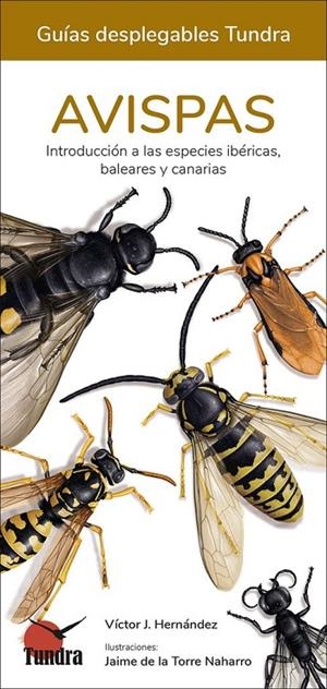 AVISPAS. GUÍAS DESPLEGABLES TUNDRA | 9788418458620 | HERNÁNDEZ, VÍCTOR J.