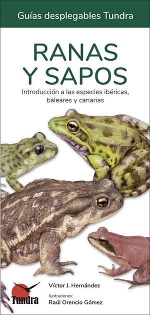 RANAS Y SAPOS. GUÍAS DESPLEGABLES TUNDRA | 9788419624109 | HERNÁNDEZ, VÍCTOR J.