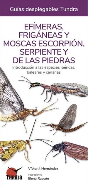 EFÍMERAS, FRIGÁNEAS Y MOSCAS ESCORPIÓN, SERPIENTE Y DE LAS PIEDRAS | 9788418458514 | HERNÁNDEZ, VÍCTOR J.