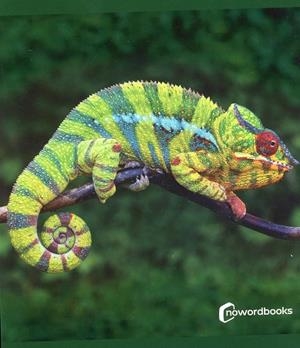 ANIMALS DE LA SELVA / ANIMALES DE LA SELVA | 9788412683615