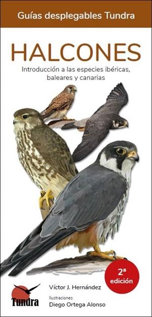 HALCONES. GUIAS DESPLEGABLES TUNDRA | 9788418458071 | HERNANDEZ, VICTOR J.