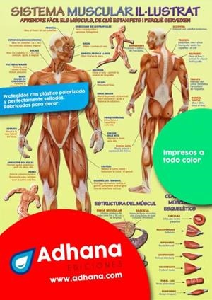 PÒSTER ADHANA SISTEMA MUSCULAR IL·LUSTRAT | 8436005168117