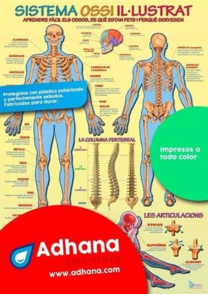 PÒSTER ADHANA SISTEMA OSSI IL·LUSTRAT | 8436005168100