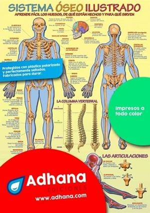 POSTER SISTEMA OSEO ILUSTRADO | 8436005168339