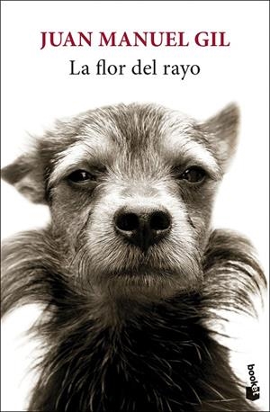 FLOR DEL RAYO, LA | 9788432244827 | GIL, JUAN MANUEL