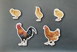 PECES MAGNÈTIQUES DE BAMBÚ FAMÍLIA GALLINES | 0760412890964