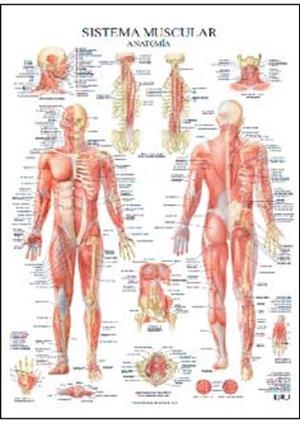 SISTEMA MUSCULAR, LAMINAS | 9788492716937 | JIMENEZ HERNANDEZ, MIGUEL